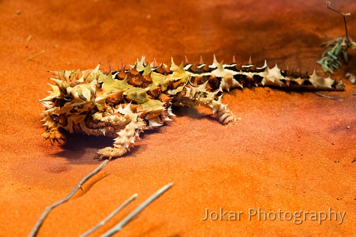 Larapinta_20080616_754 copy.jpg - Thorny Devil  (Moloch horridus) , Alice Springs Desert Park